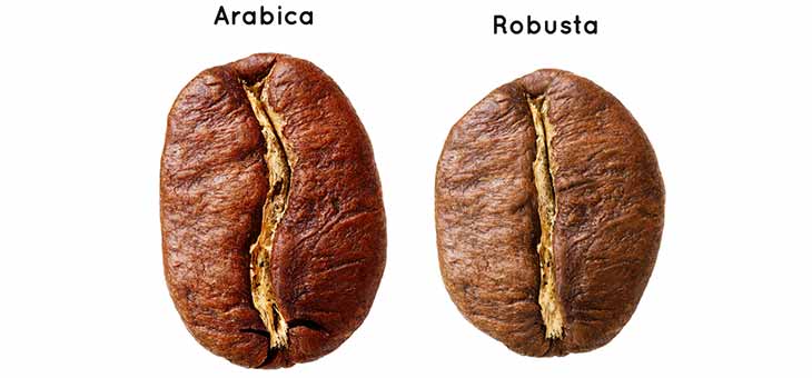 grão Arabica e grão robusta