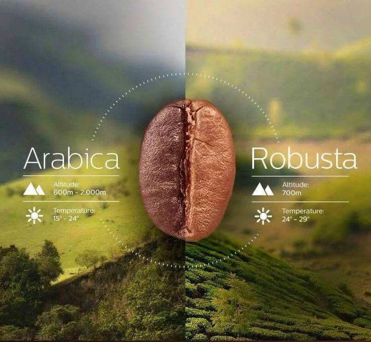 Arabica & Robusta Diferença entre Arabica e Robusta