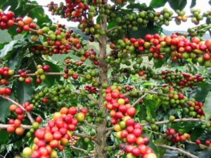 Pé de cafe arabica com frutas Pé de arabica com frutas