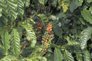 Cafe Robusta Café Robusta